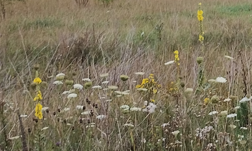 die K&ouml;nigskerzen 2025