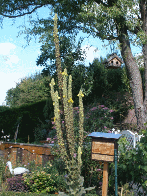 die Königskerzen am 15.08.2019